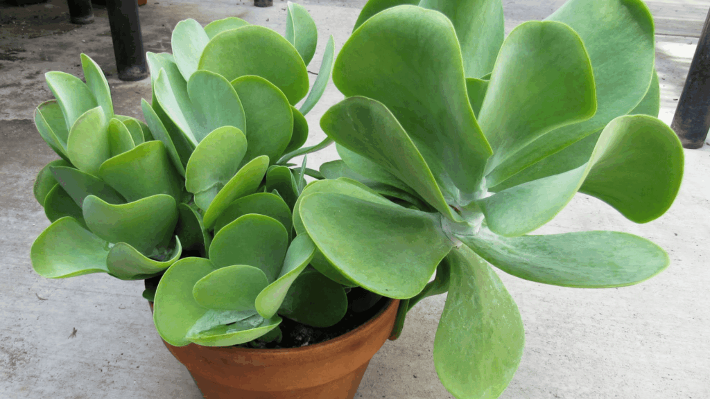 flapjack succulent with large green paddle leaves edged in red in a ceramic pot on a sunlit table near a window