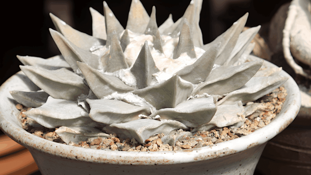 flat star shaped cactus with thick triangular ribs forming a geometric rosette pale gray green color and minimal spines