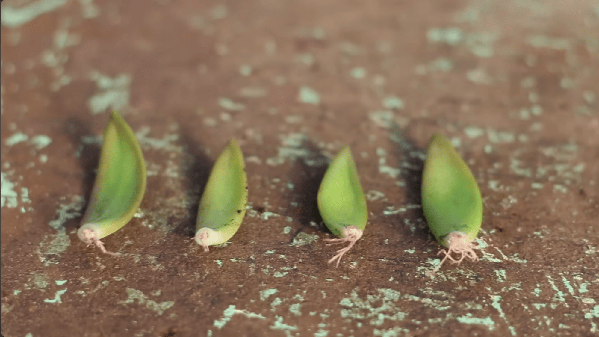 four succulent leaves with tiny white roots lined on a wooden surface showing early growth from leaf cuttings