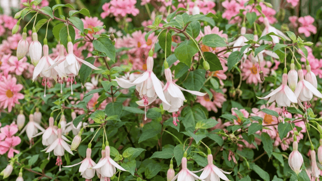 fuchsia flowers hanging in a basket with pink and purple blooms in soft light