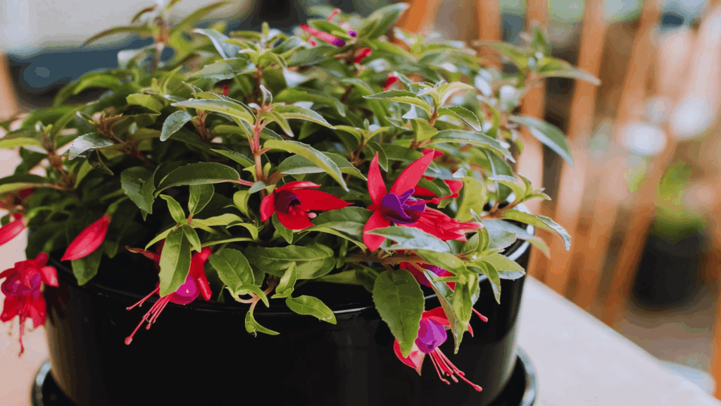 fuchsia plant with red and purple flowers in black pot placed indoors with blurred background