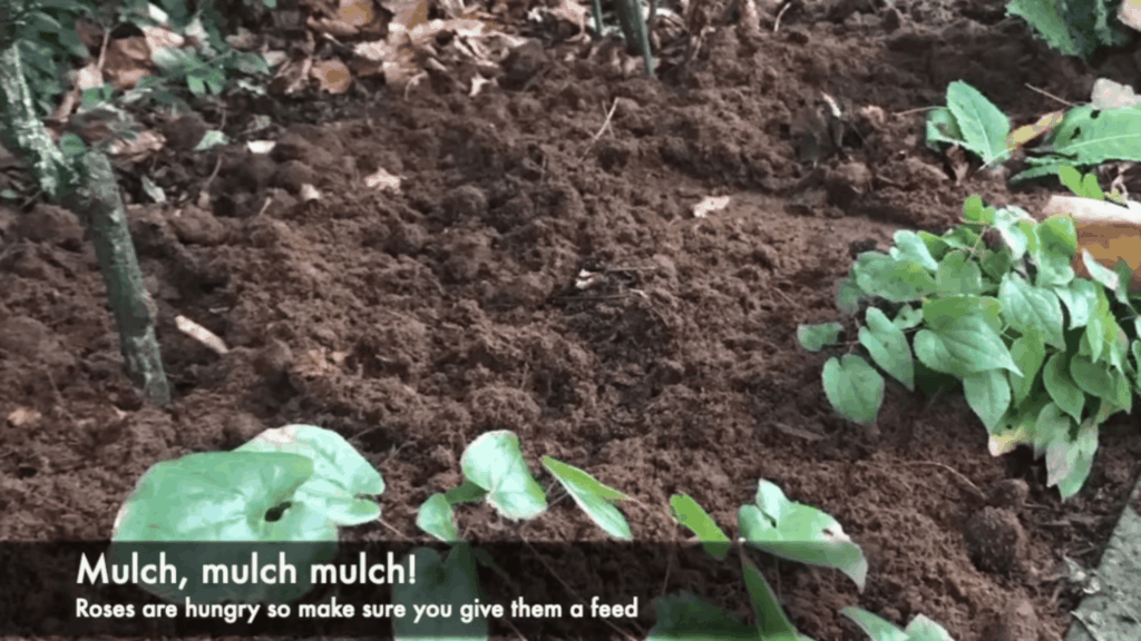 garden bed covered with mulch and leaves with text about feeding roses for healthy growth