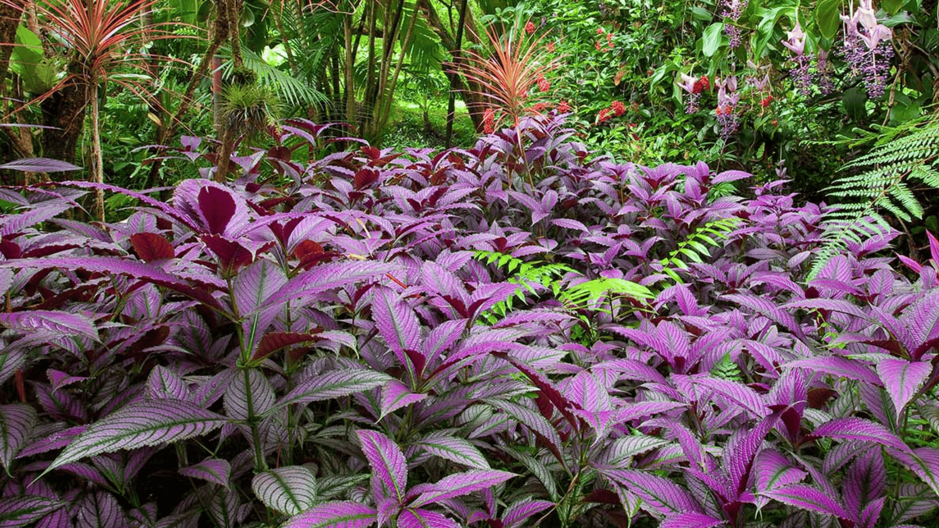 garden bed filled with a plant with purple and green leaves showing vibrant purple foliage mixed with green tropical plants
