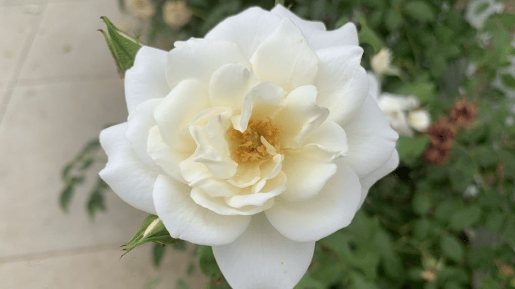 gardenia plant with dark green leaves and fragrant white flowers growing indoors