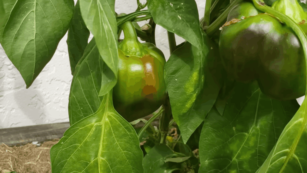 green bell peppers growing on plant surrounded by large leaves in garden