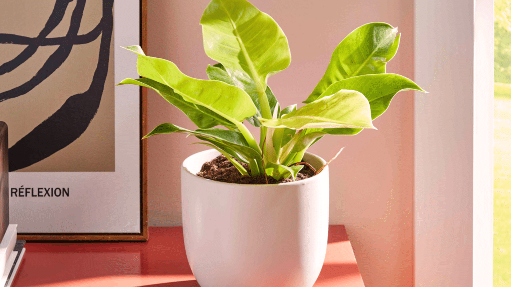 green indoor plant in white pot on table near window with sunlight and soft modern decor background