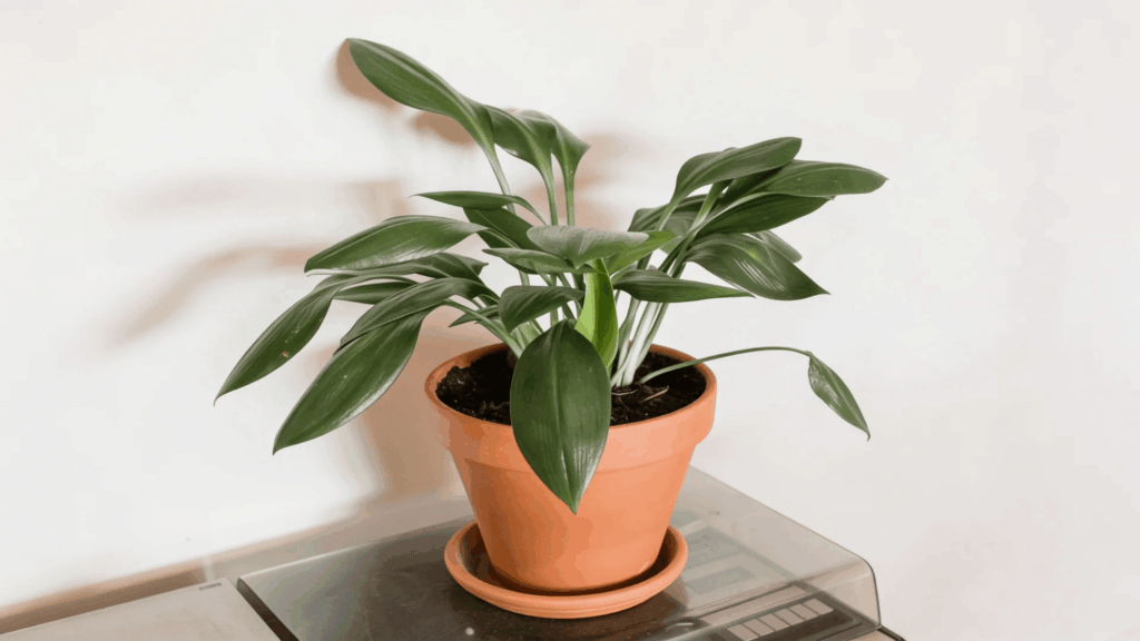 green leafy houseplant in terracotta pot placed on table against plain indoor wall