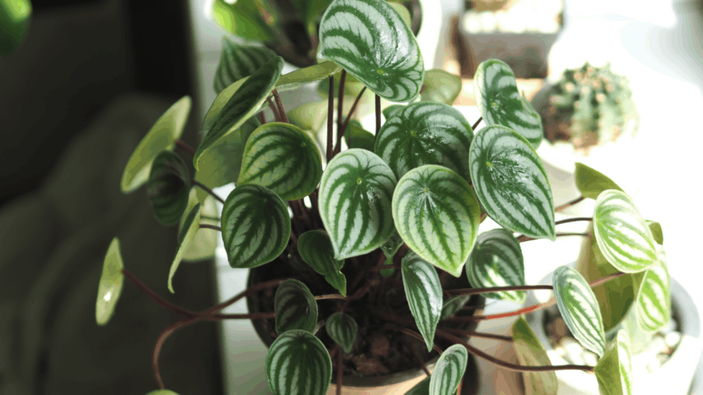 green striped indoor plant with round leaves in a pot placed near sunlight with other houseplants in background