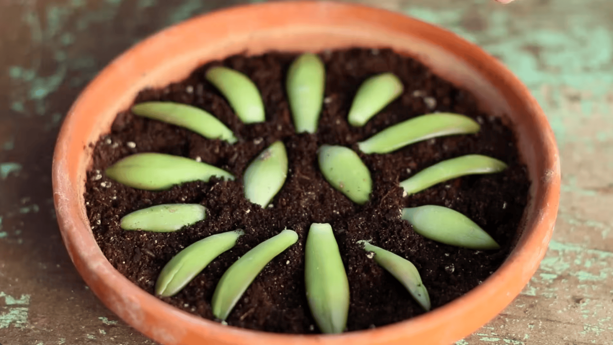 green succulent leaves arranged in a circular pattern on dark soil inside a round terracotta pot for propagation