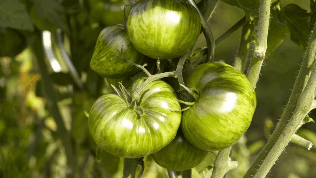 green zebra tomatoes growing on vine with striped green skin and round shape surrounded by leaves in garden