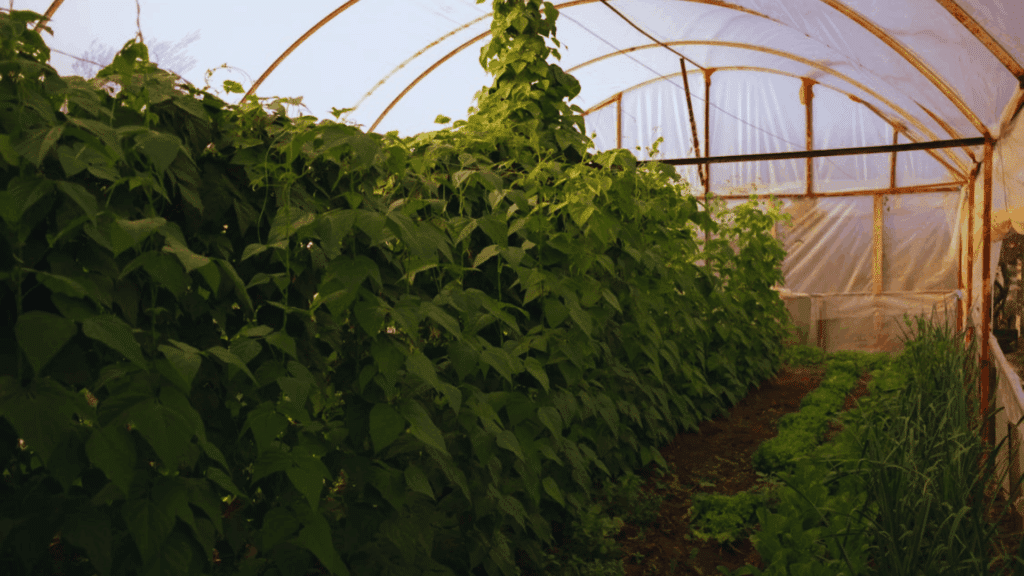 greenhouse gardening tips with tall plants growing in rows inside covered greenhouse structure