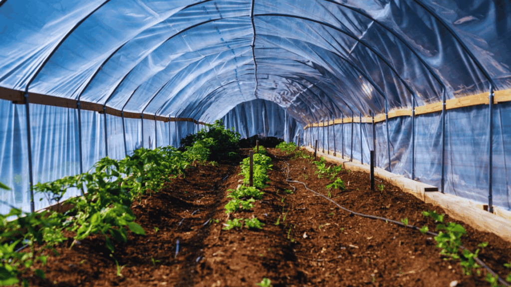 greenhouse tunnel with rows of plants growing in soil inside covered structure
