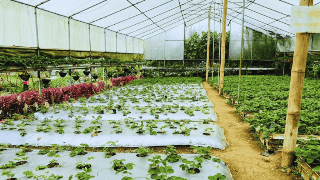 greenhouse with rows of young plants growing in covered beds with walkway inside