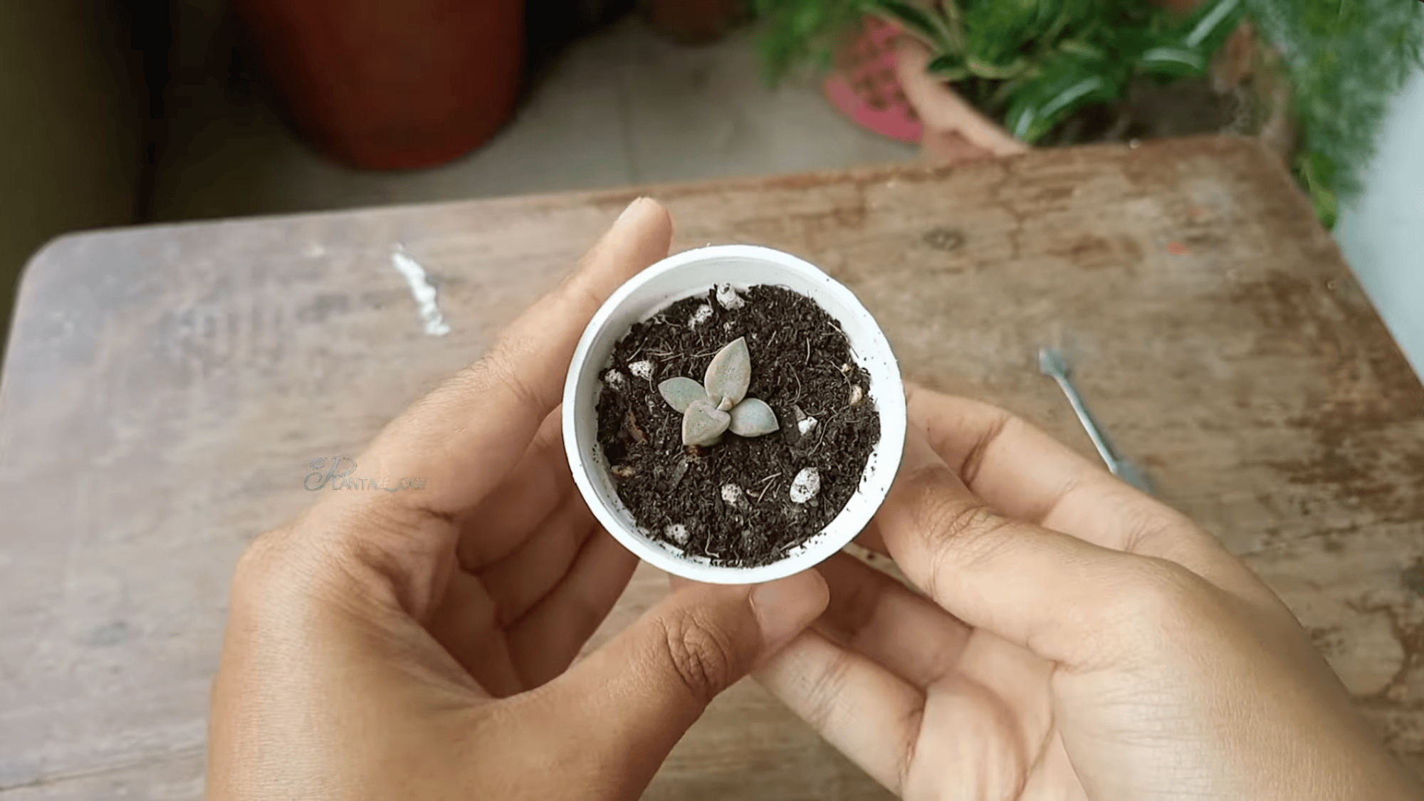 hand gently removing a leaf from a healthy succulent plant in a terracotta pot to prepare for propagation