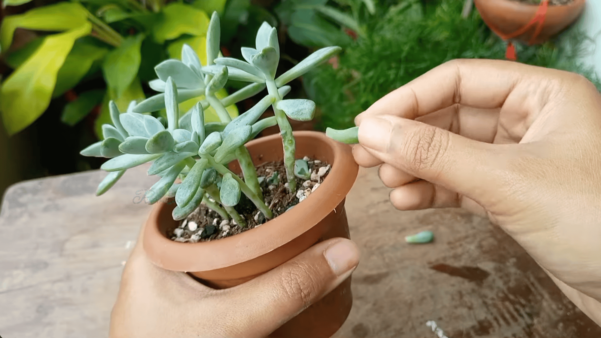 hand gently removing a leaf from a healthy succulent plant in a terracotta pot to prepare for propagation