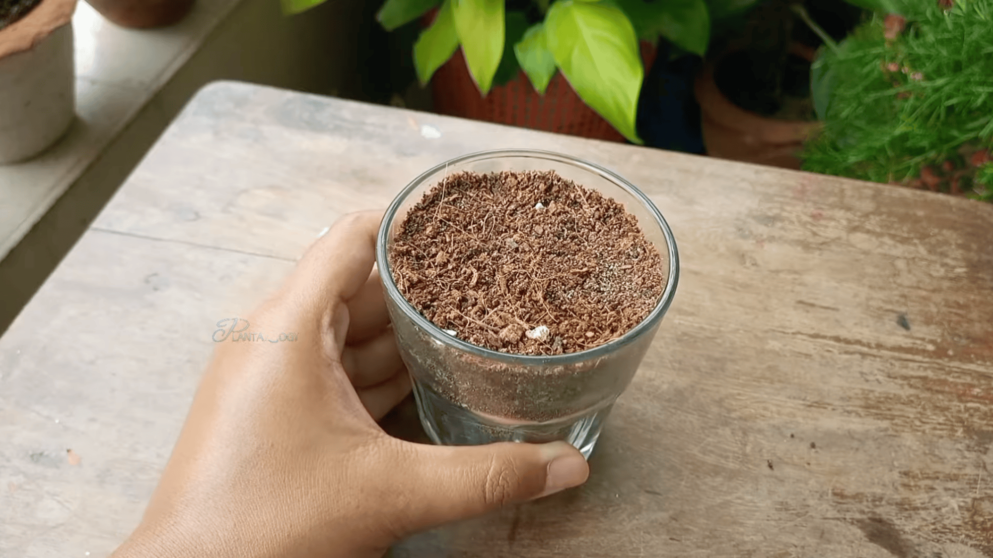 hand holding a clear glass filled with soil on a wooden surface with indoor plants visible in background