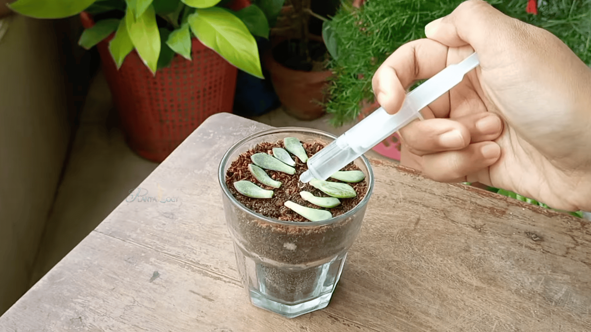 hand holding a glass container showing small succulent sprouts growing from leaves on soil with indoor plants around