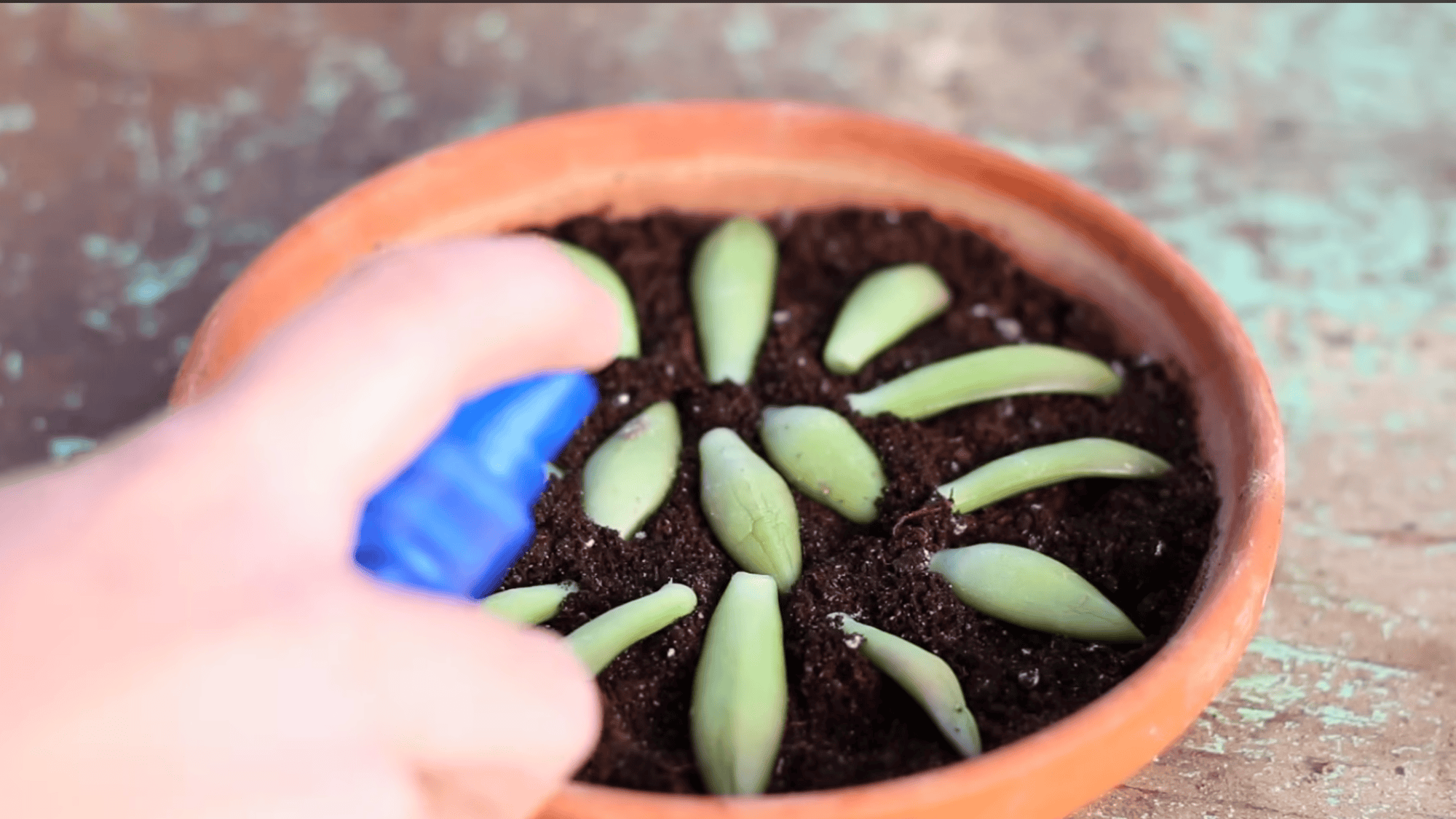hand spraying water over arranged succulent leaves in soil to moisten them during propagation in a terracotta pot