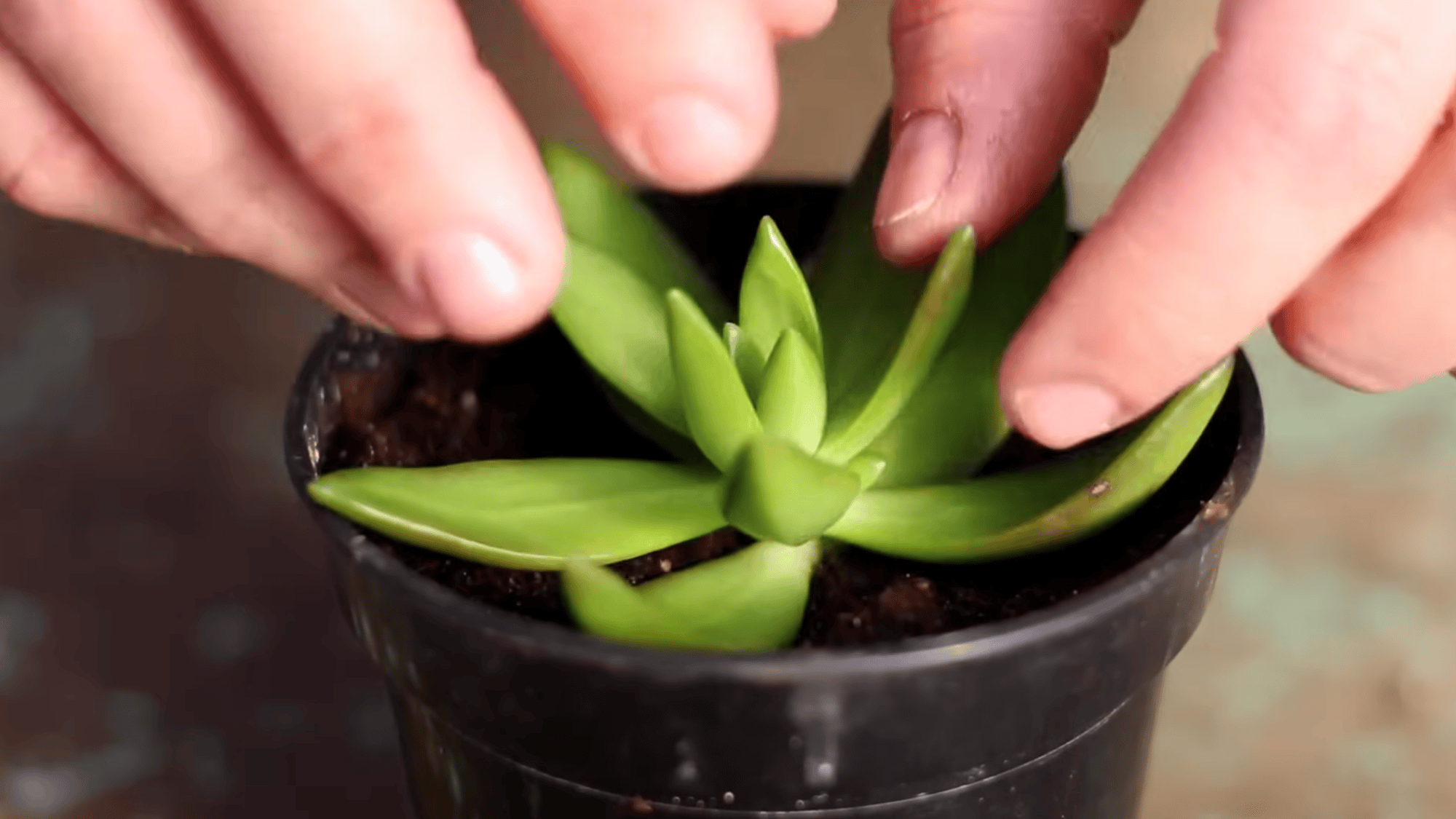 hands adjusting a small green succulent rosette in a black pot pressing soil around it to secure the plant