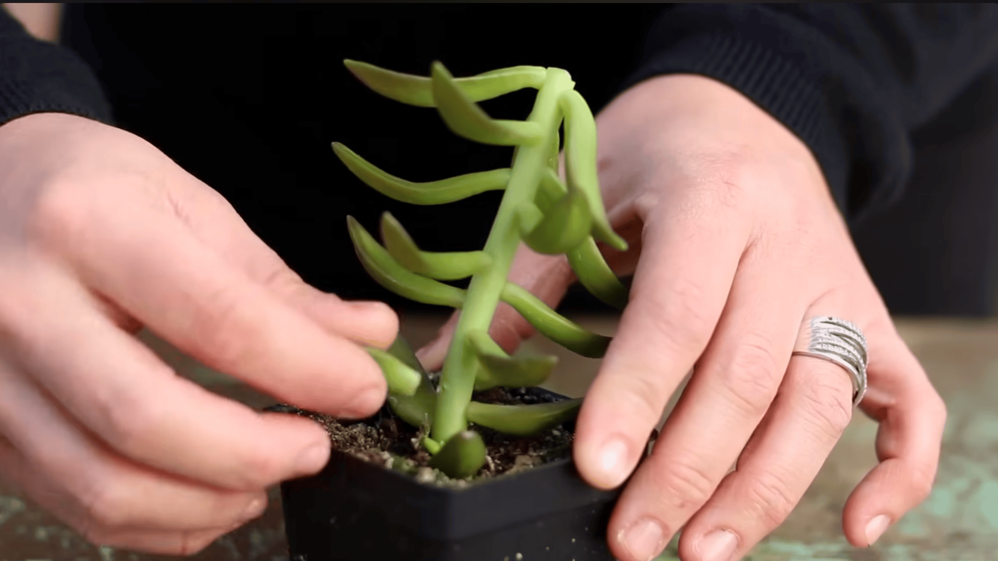 hands gently pulling leaves from a green succulent in a small black pot to prepare cuttings for propagation