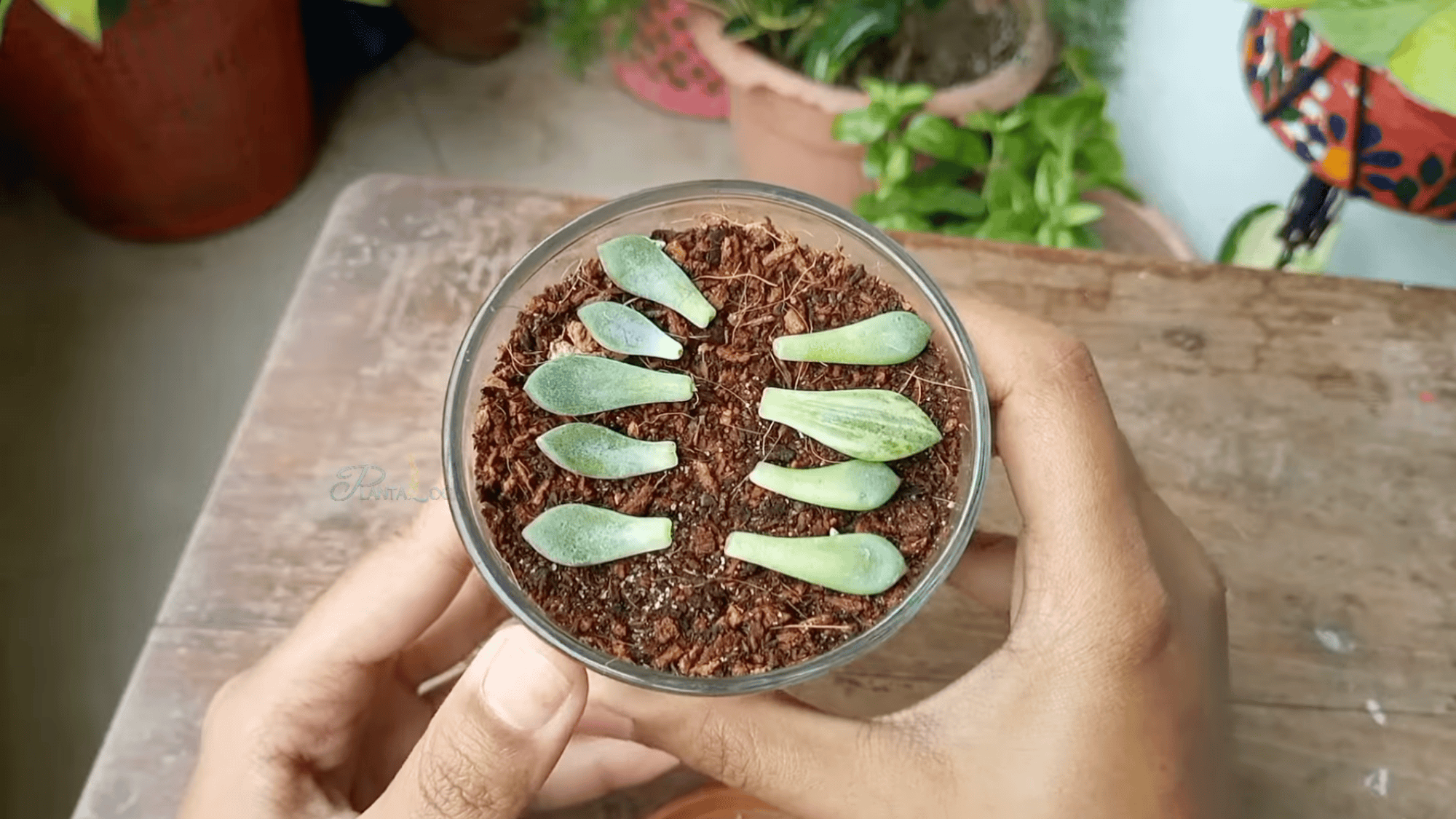 hands holding a glass container filled with soil and arranged succulent leaves on top ready for propagation