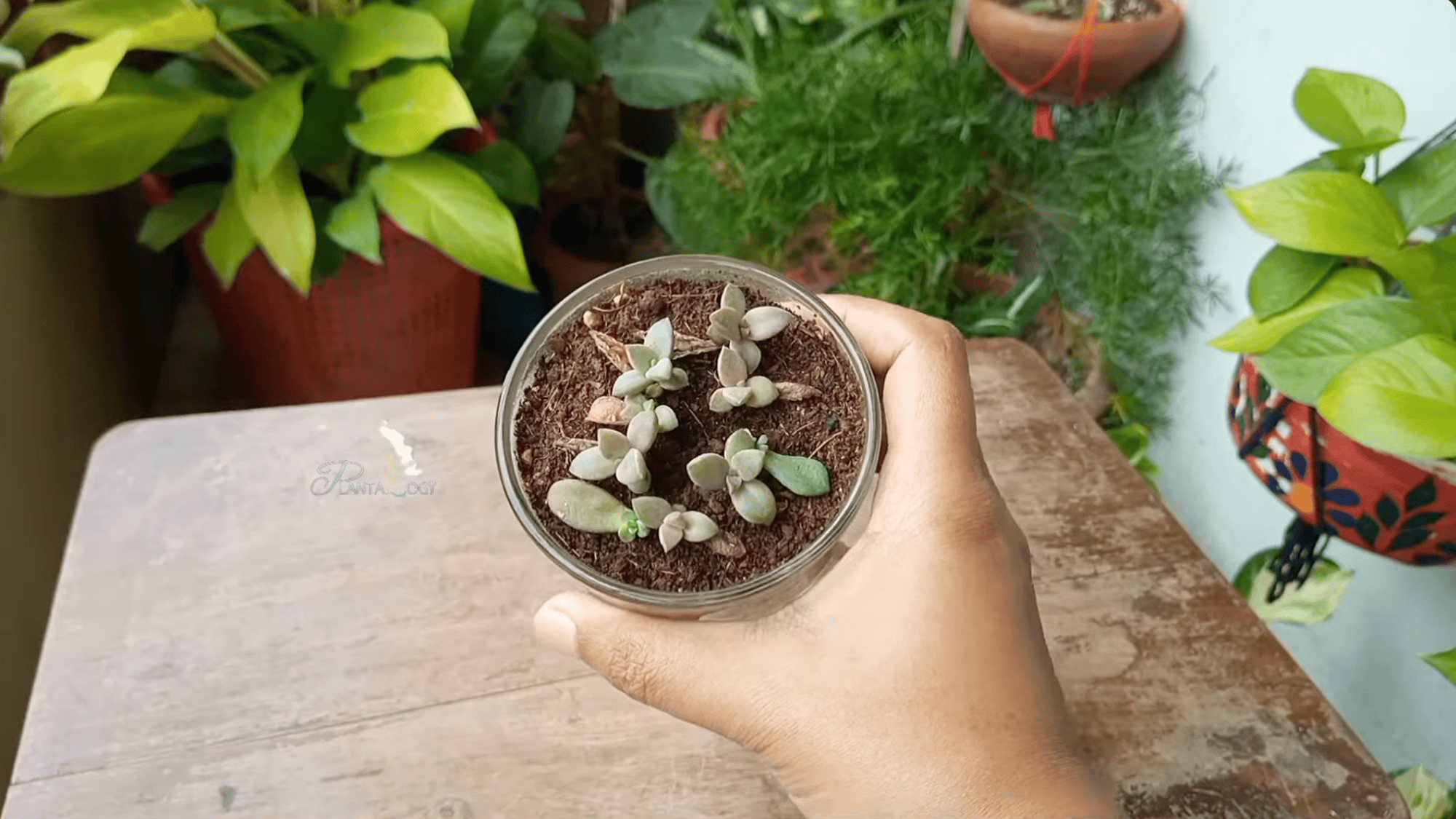 hands holding a small white pot with a young succulent planted in soil placed on a wooden surface