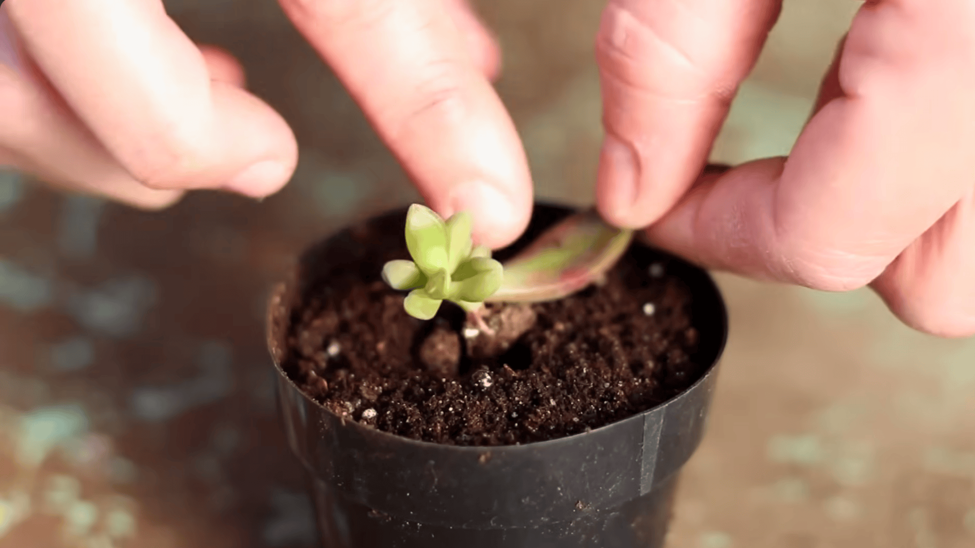 hands placing a rooted succulent leaf into soil in a small black pot to start a new plant from propagation