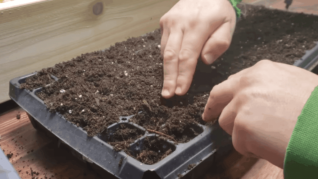 hands pressing soil into seed tray preparing small holes for planting seeds indoors