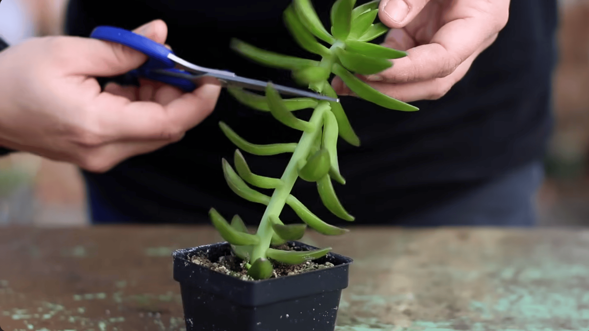 hands using scissors to cut a green succulent stem above a small black pot on a wooden work surface