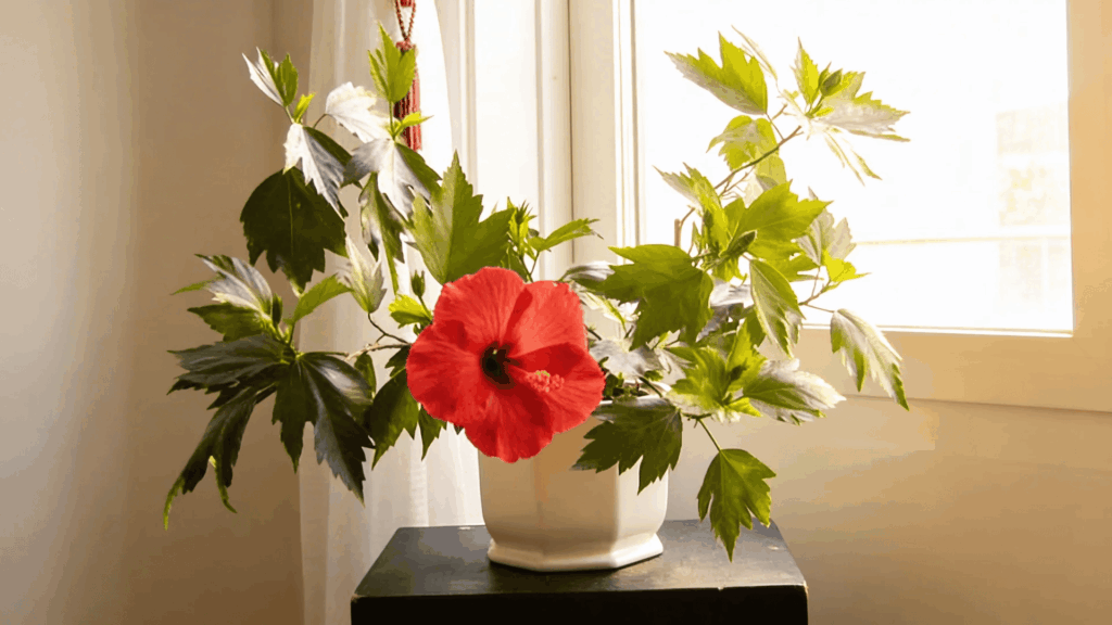 hibiscus plant with colorful flowers placed near sunny window in bright indoor home setting