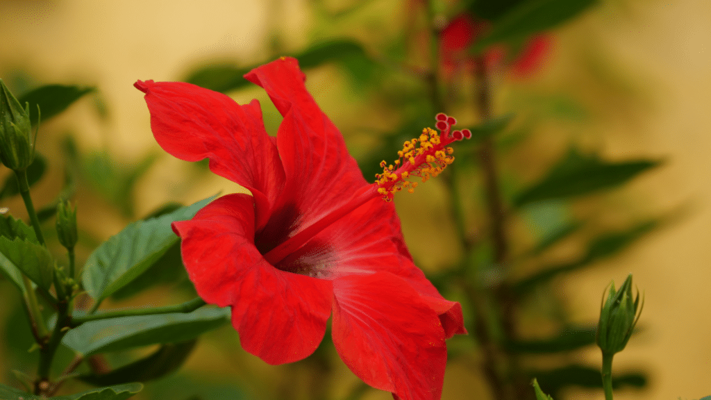 hibiscus plant with large colorful blooms and green foliage growing indoors with sunlight exposure