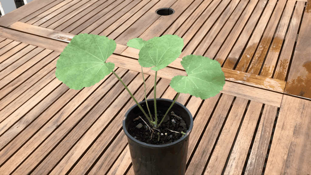 hollyhock plants with strong leaves are ready to be transplanted outdoors after developing healthy roots and leaves