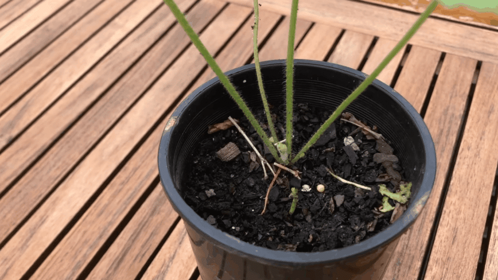 hollyhock seedlings should be carefully transplanted when they grow strong roots after soaking and starting in trays