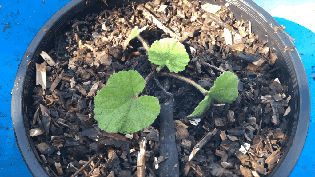 hollyhock seedlings should be transplanted once they develop true leaves and are strong enough for outdoor growth