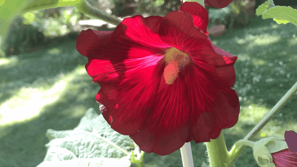 hollyhock seeds should be planted in fall for a strong plant that will bloom in its second year if cared for properly