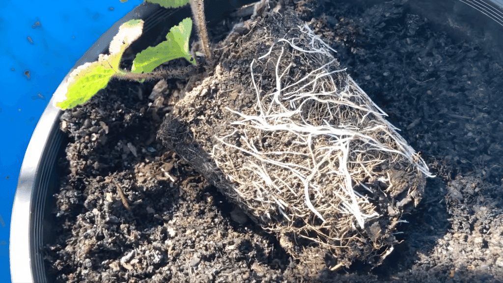 hollyhocks should be transplanted when their roots are well developed and ready to grow in the garden soil