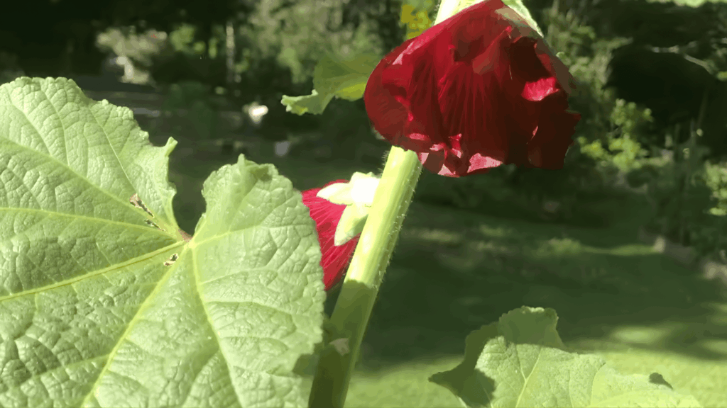 hollyhocks will bloom beautifully in the second year if planted in fall and properly cared for during the growing season