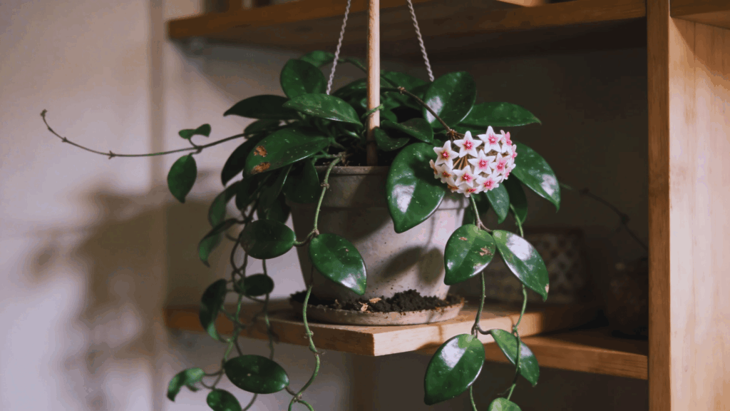 hoya wax plant with trailing vines and star shaped flowers in pot placed on wooden indoor shelf