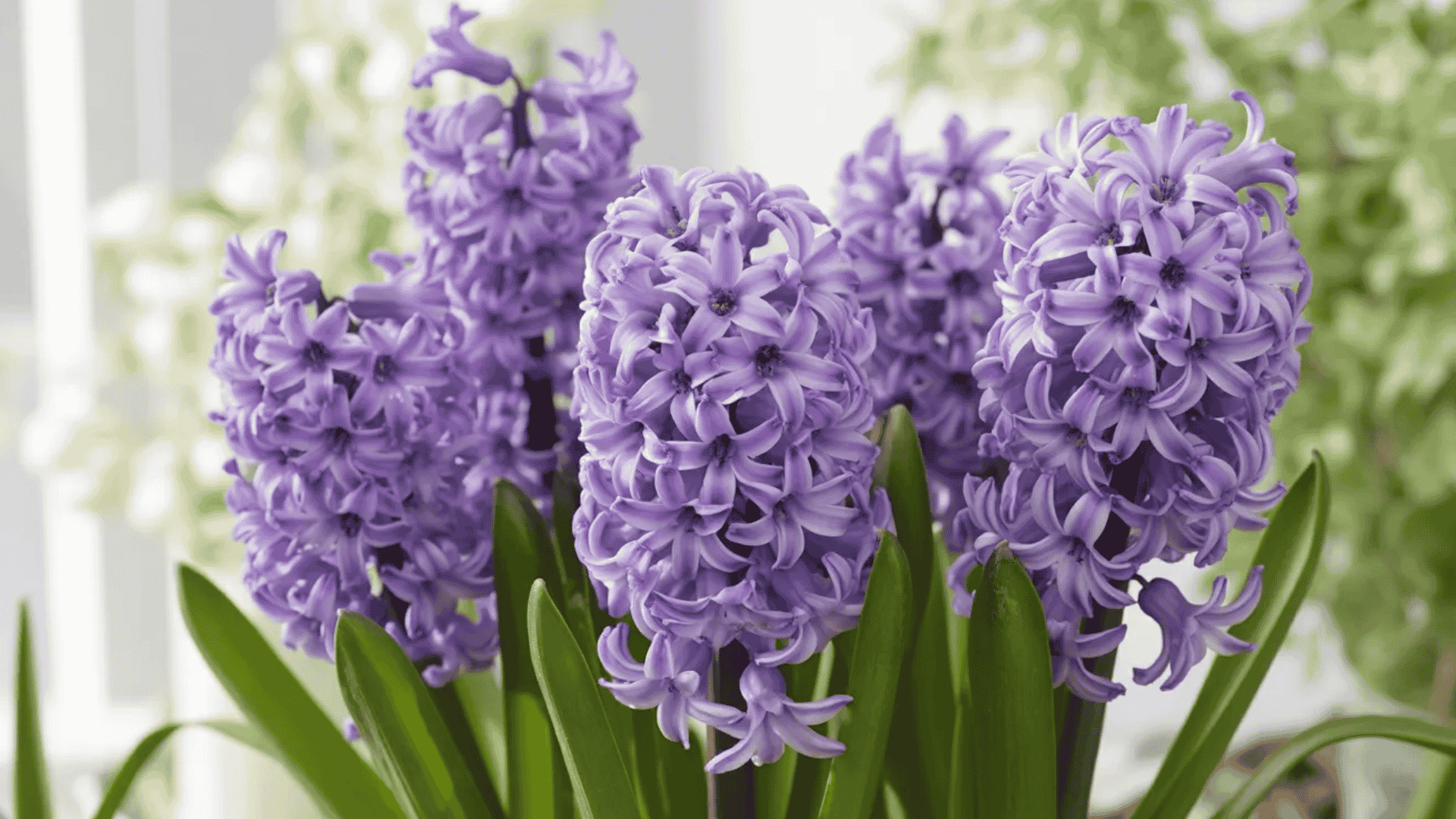 hyacinth flowers that smell good with a strong sweet fragrance blooming in a garden