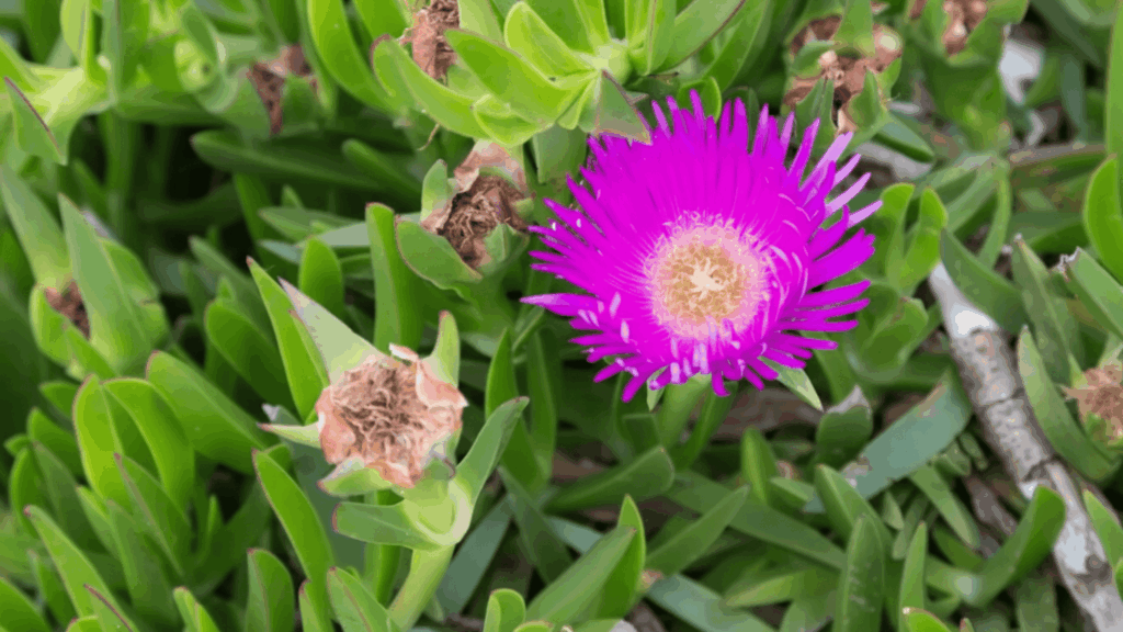 ice plant with pink flower and green leaves growing in dry soil showing drought resistant plant