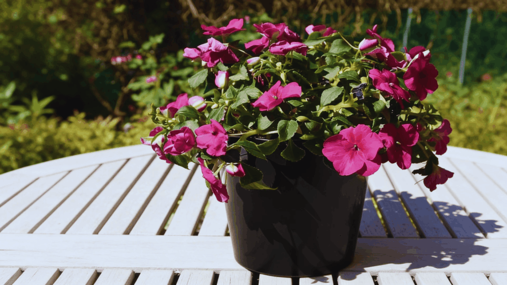 impatiens plant with pink flowers in black pot placed on outdoor wooden table in sunny garden