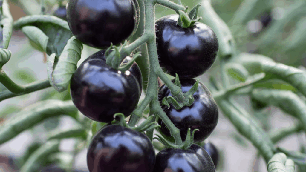 indigo rose tomatoes growing in clusters on vine with deep dark purple skin and green leaves in garden setting