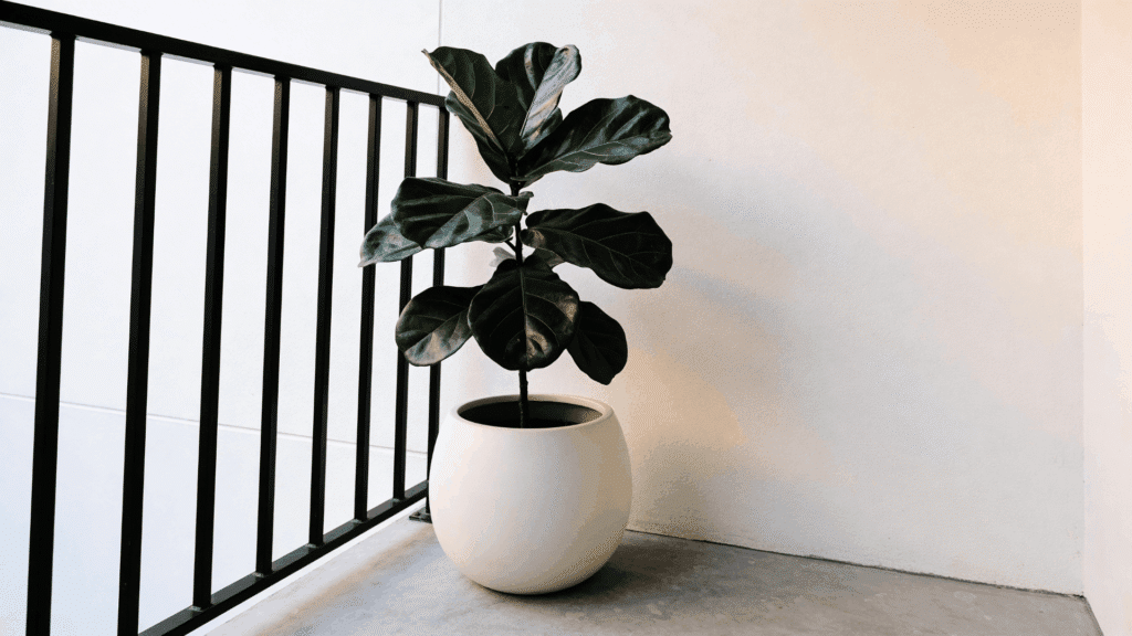 indoor fiddle leaf fig plant in white pot placed on floor beside black railing against plain wall