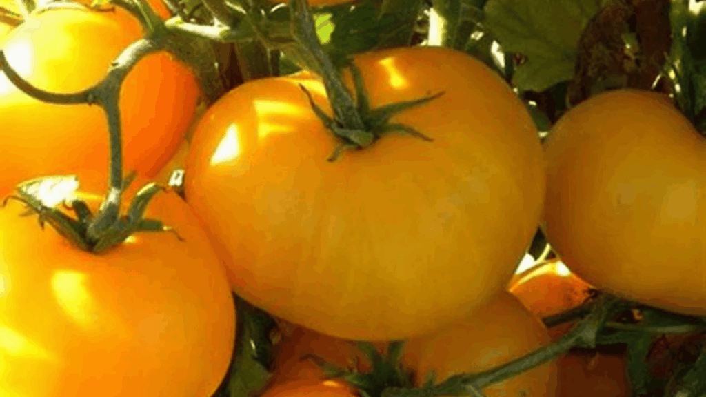 jubilee tomatoes growing on vine and green leaves in garden setting