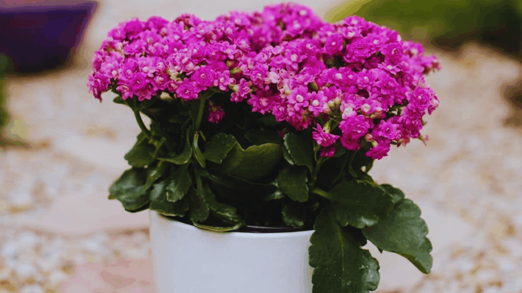 kalanchoe plant with pink flowers in white pot placed outdoors on stone path with blurred garden background