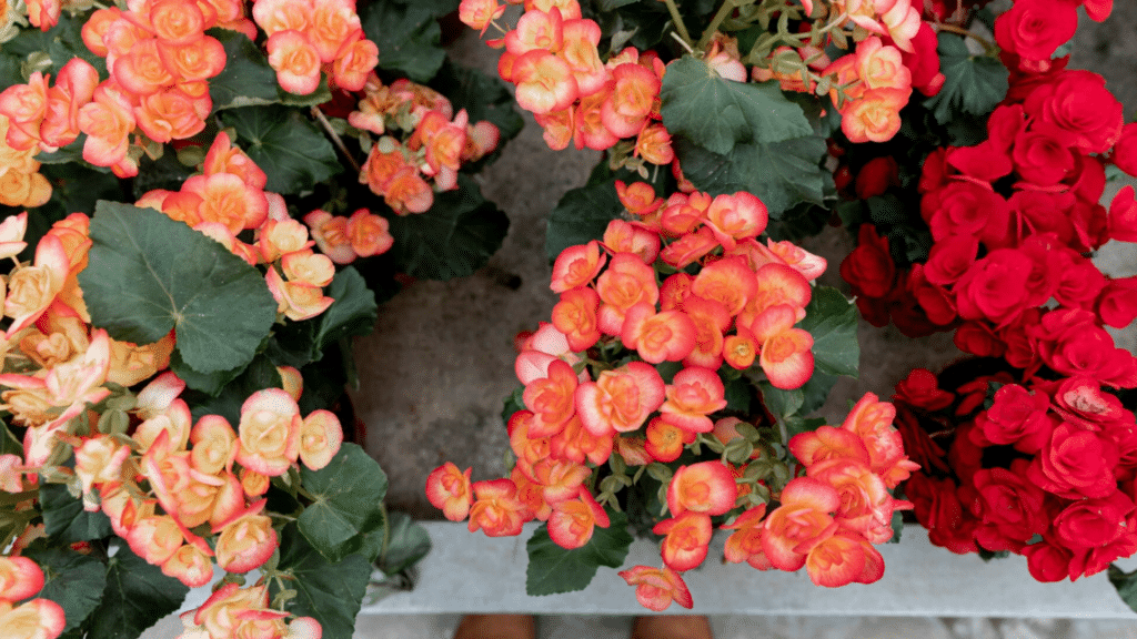 kalanchoe plant with thick green leaves and small vibrant flowers growing indoors in pot with bright light