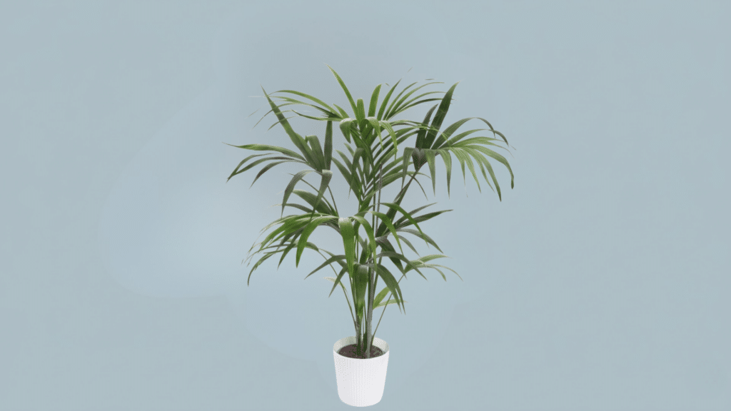 kentia palm in spacious indoor area with tall graceful fronds creating relaxed tropical atmosphere