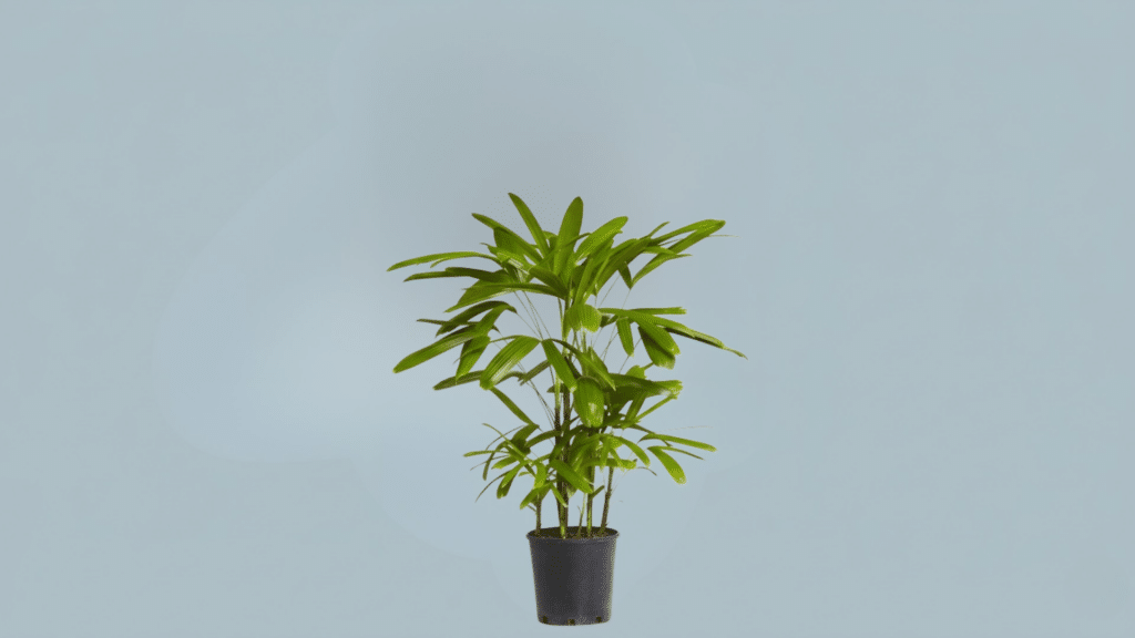 lady palm indoors with fan shaped dark green leaves in pot adding elegant structured greenery