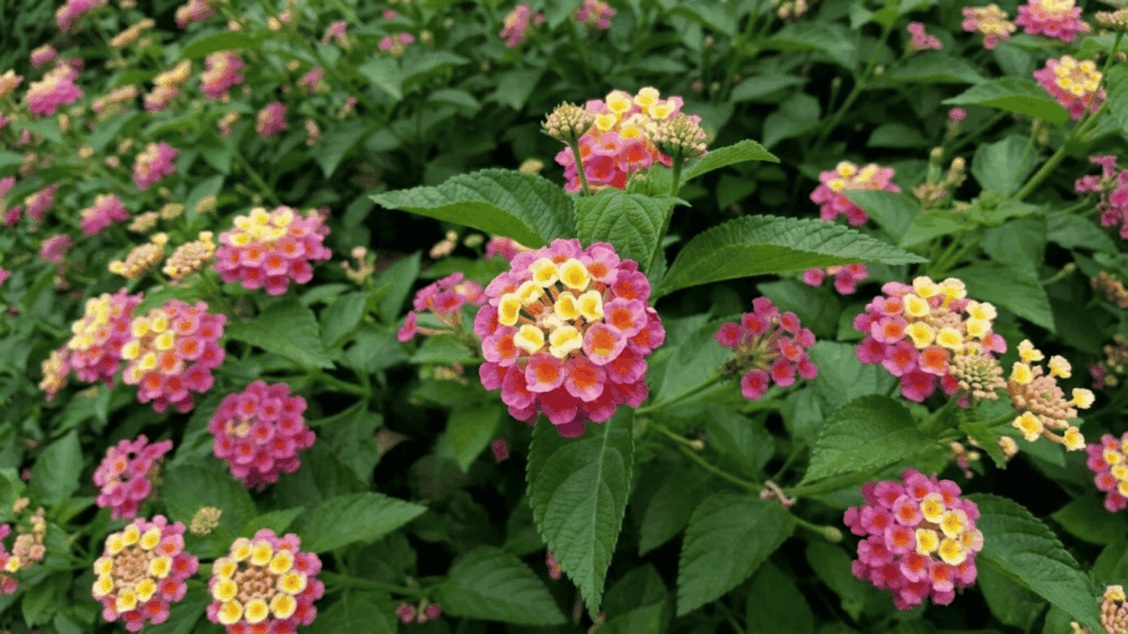 lantana flowers in orange yellow and pink shades blooming in a warm garden area