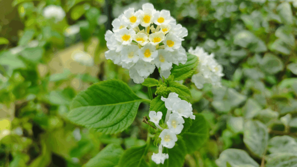 lantana plant with white flower clusters growing in dry soil showing strong drought resistant plant type